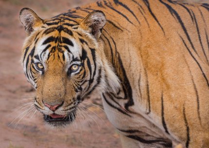 Bandhavgarh Bhedaghat