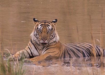 Tadoba Andhari Tiger Reseve