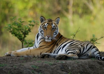 Pench Tiger Reserve