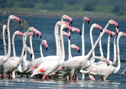 Bhigwan - Mayureshwar (Wetland and Scrubland Birding Special)