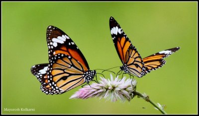 Butterfly watching trail