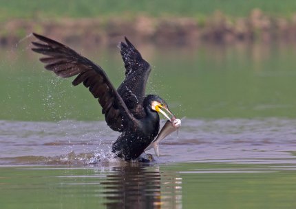 Bharatpur - Chambal: Birder's Paradise