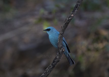 Akshi-Phansad: Coastal and Forest Birding