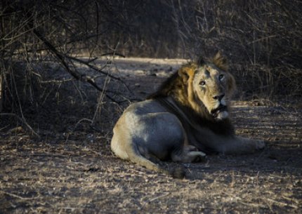 Gir Lion Safari