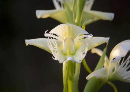 Orchid watching trail