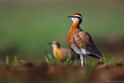 Grassland birding: Rehekuri - Mayureshwar