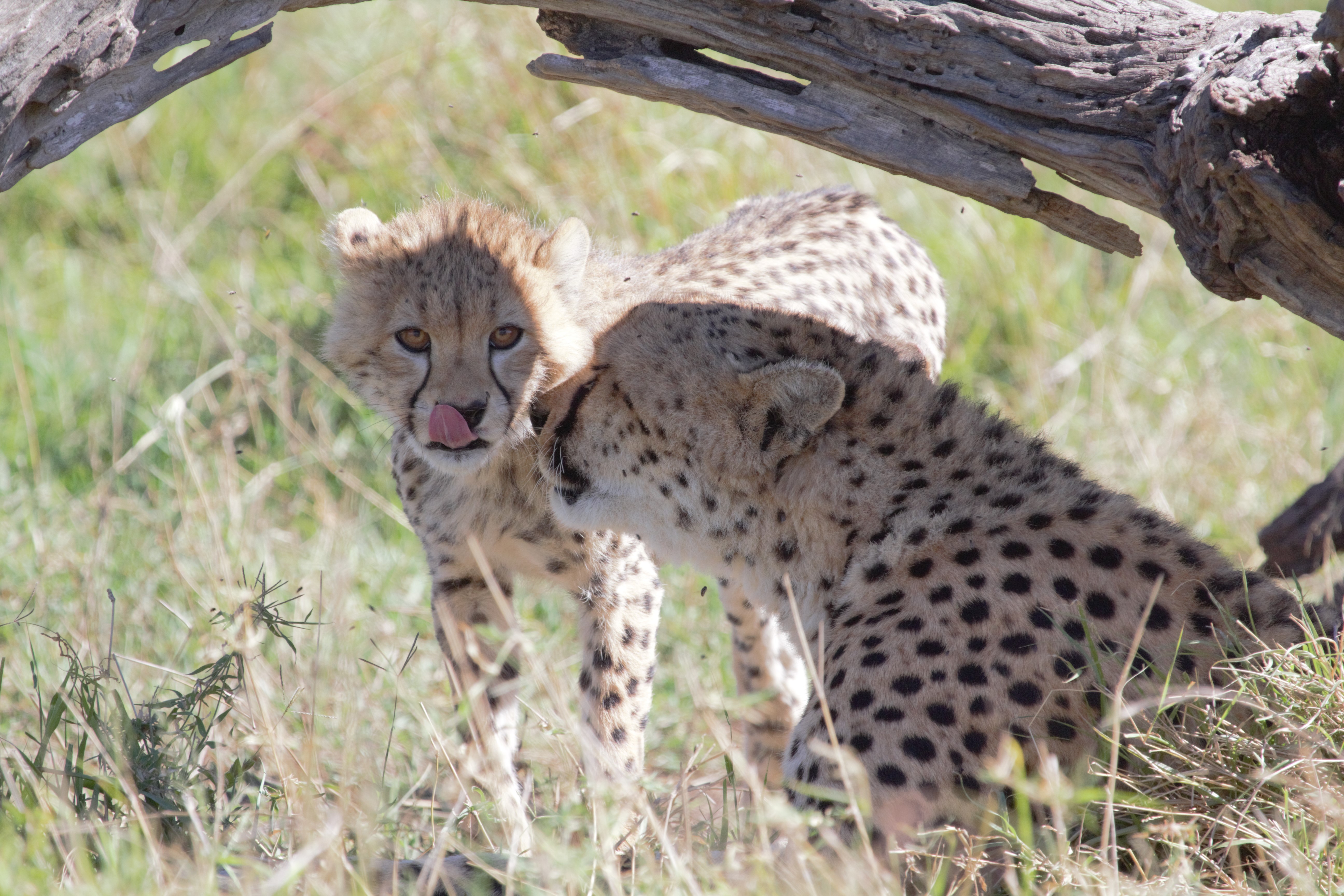 Kenya: Amboseli - Naivasha - Masai Mara