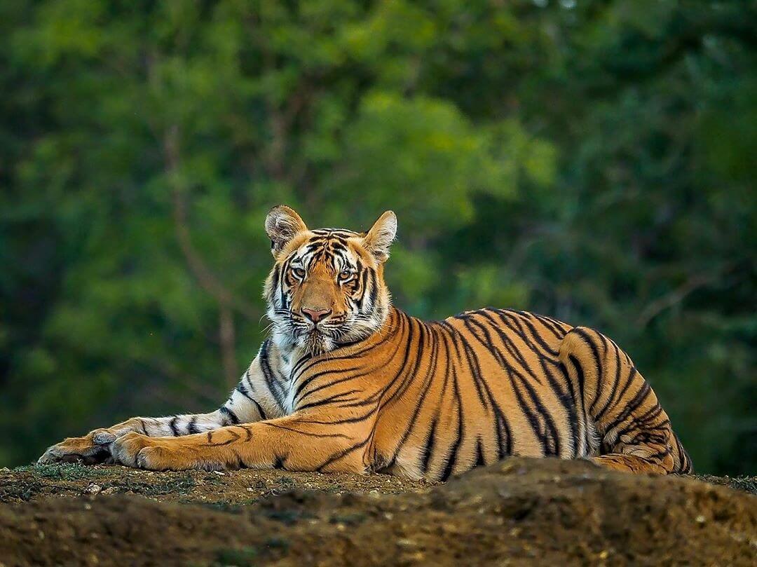 Pench (Tiger Tales)