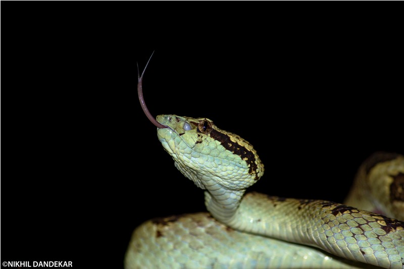 Mahabaleshwar Herp Trail