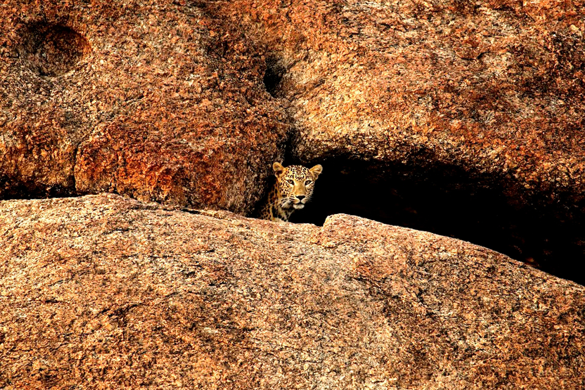 Jawai Leopard Photography Tour