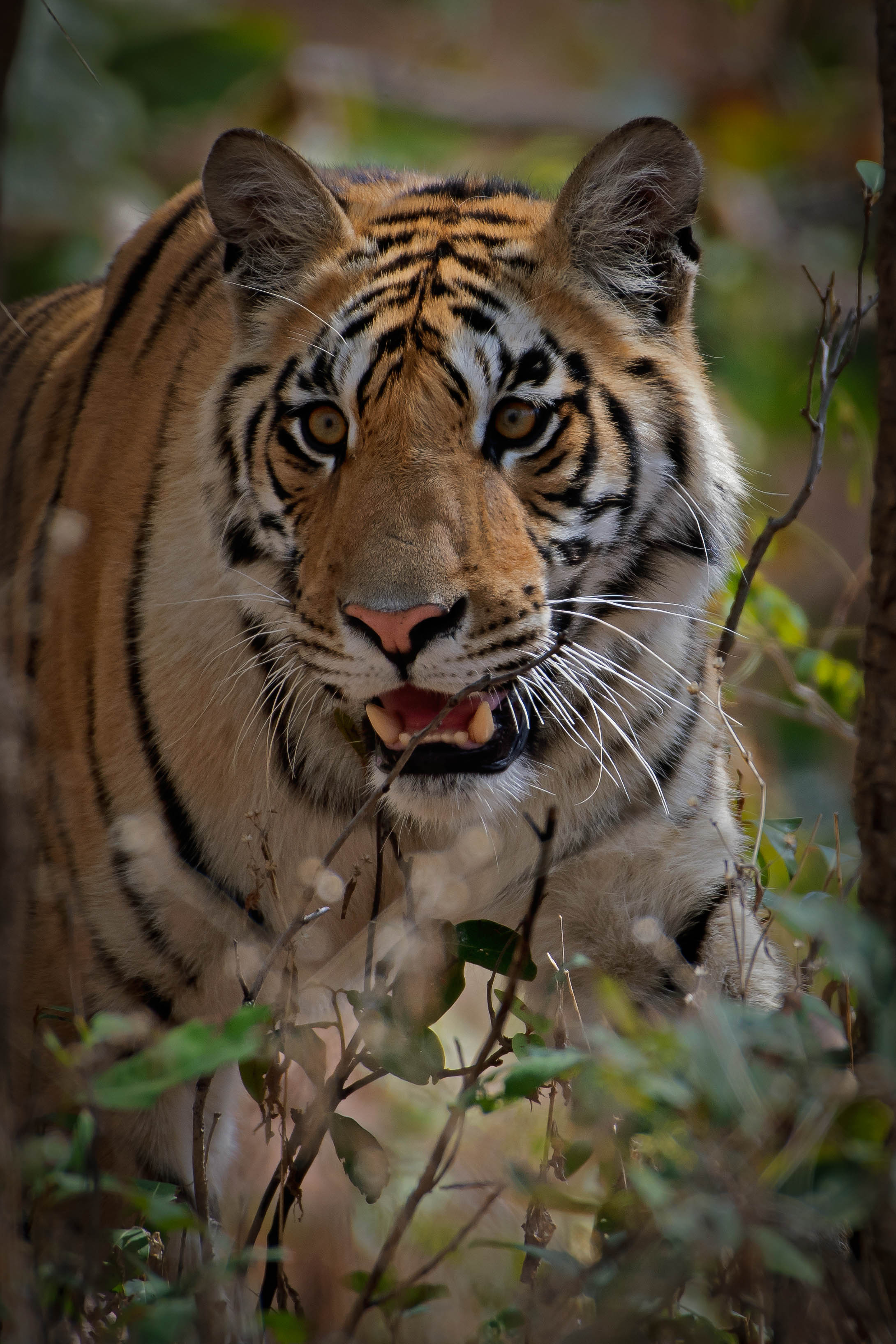 Tadoba Monsoon Safari 