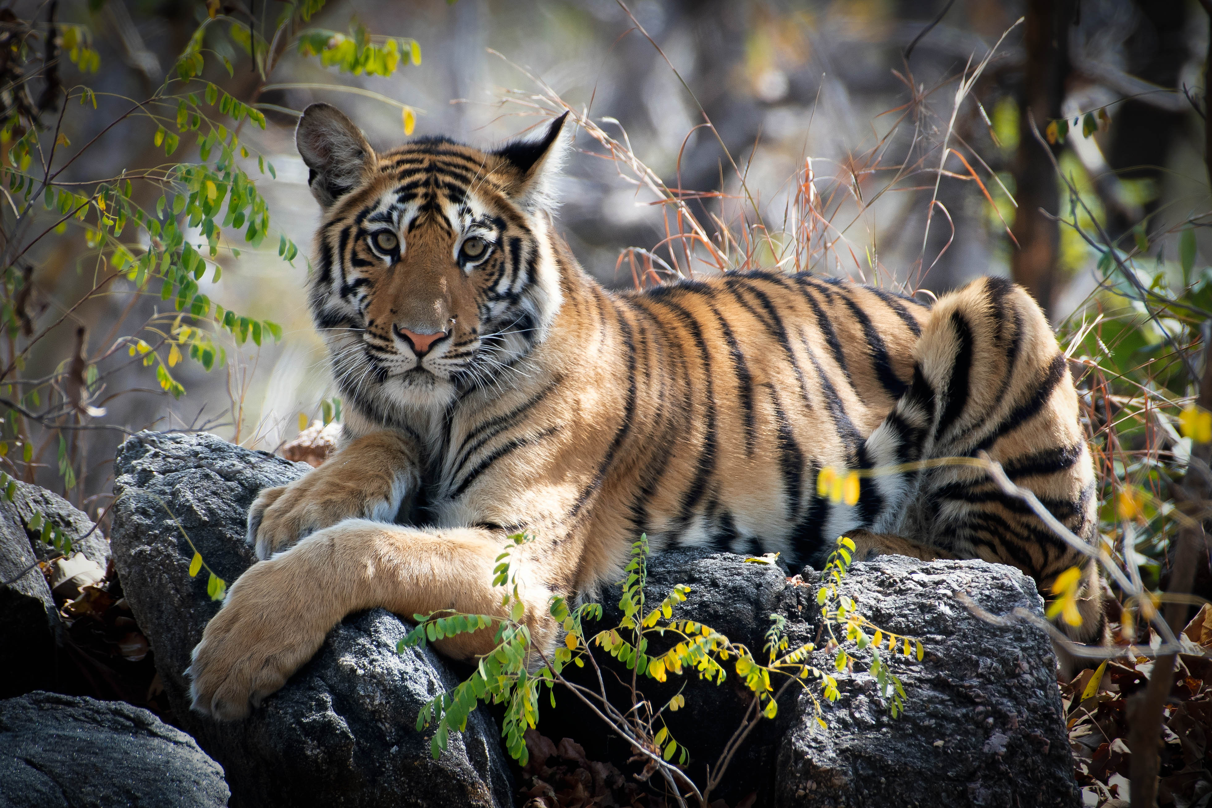 Tadoba - Monsoon Safari 