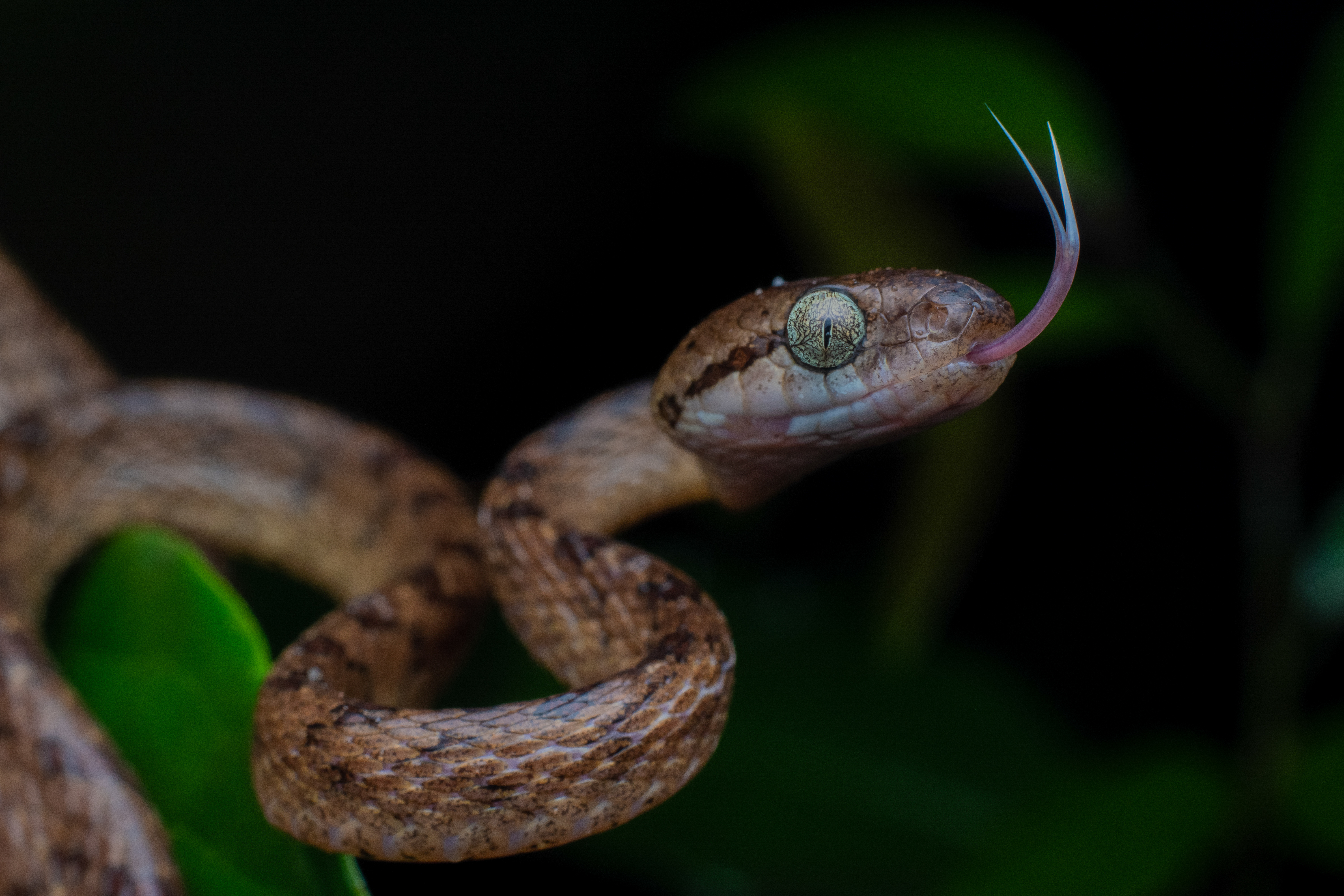 Agumbe Herping tour