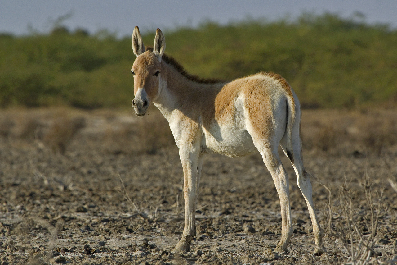 LITTLE RANN OF KUTCH